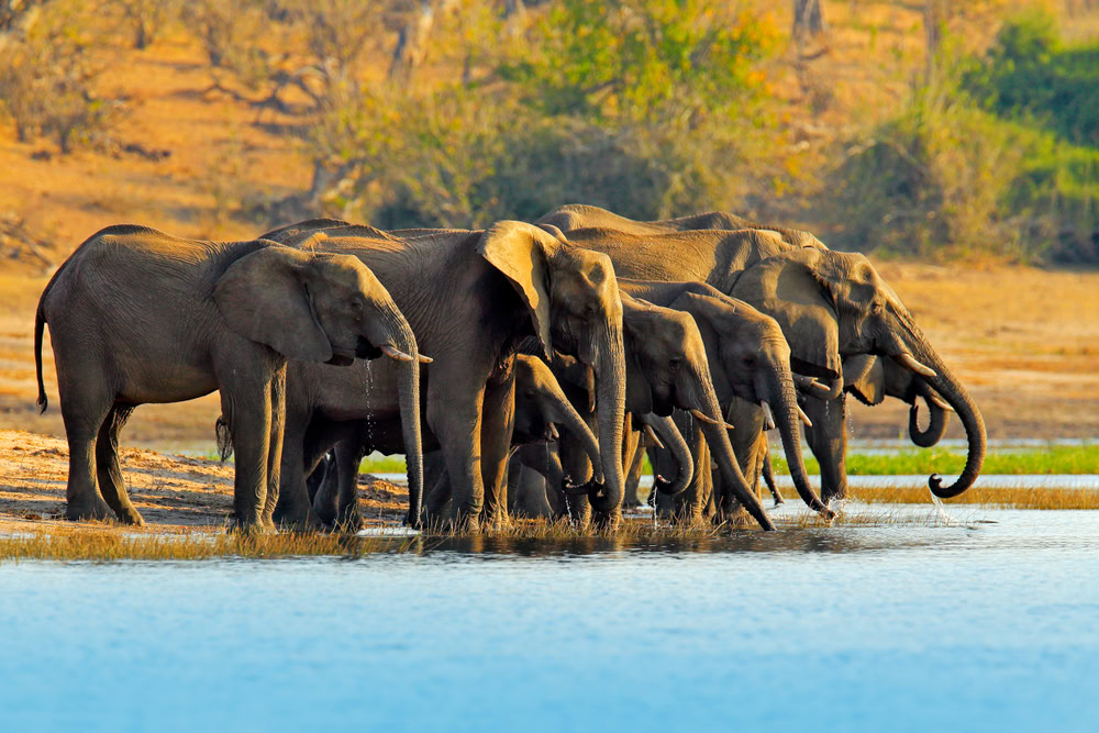 Zambezi Queen Cruising