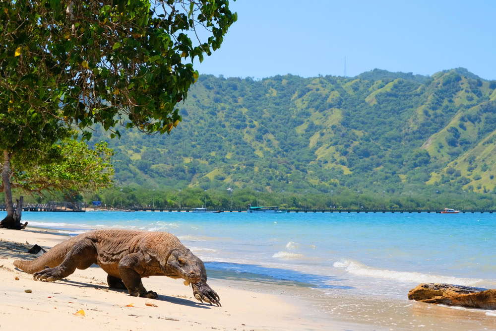 Komodo, Indonesia