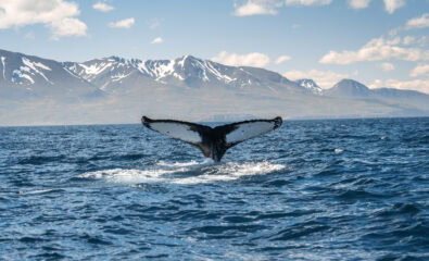 Whale diving, Husavik, Iceland, 